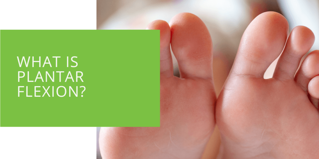 What is Plantar Flexion