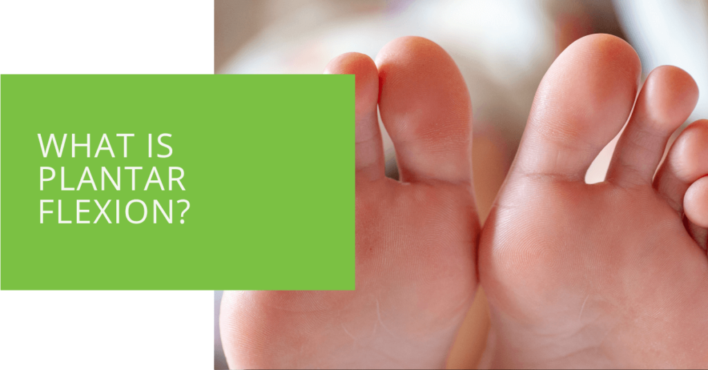 What is Plantar Flexion