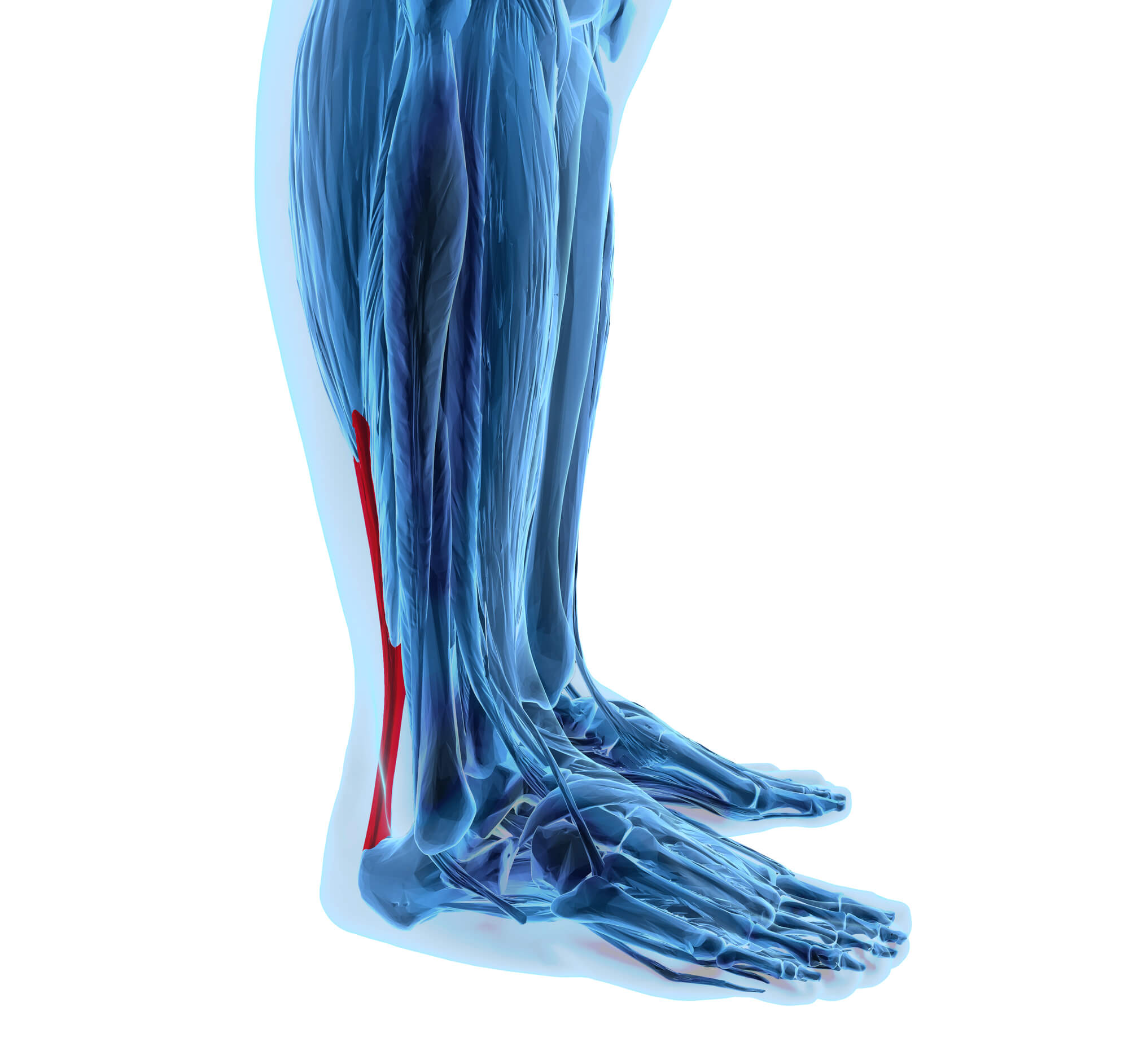 Achilles tendon with lower leg muscles
