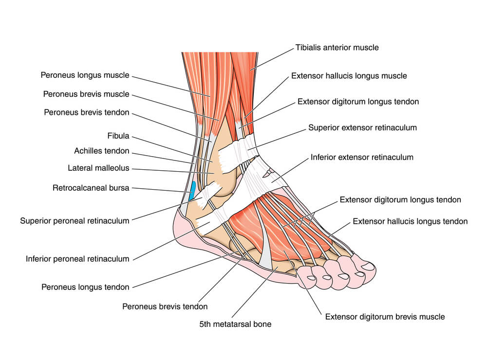 Anatomy of The Foot