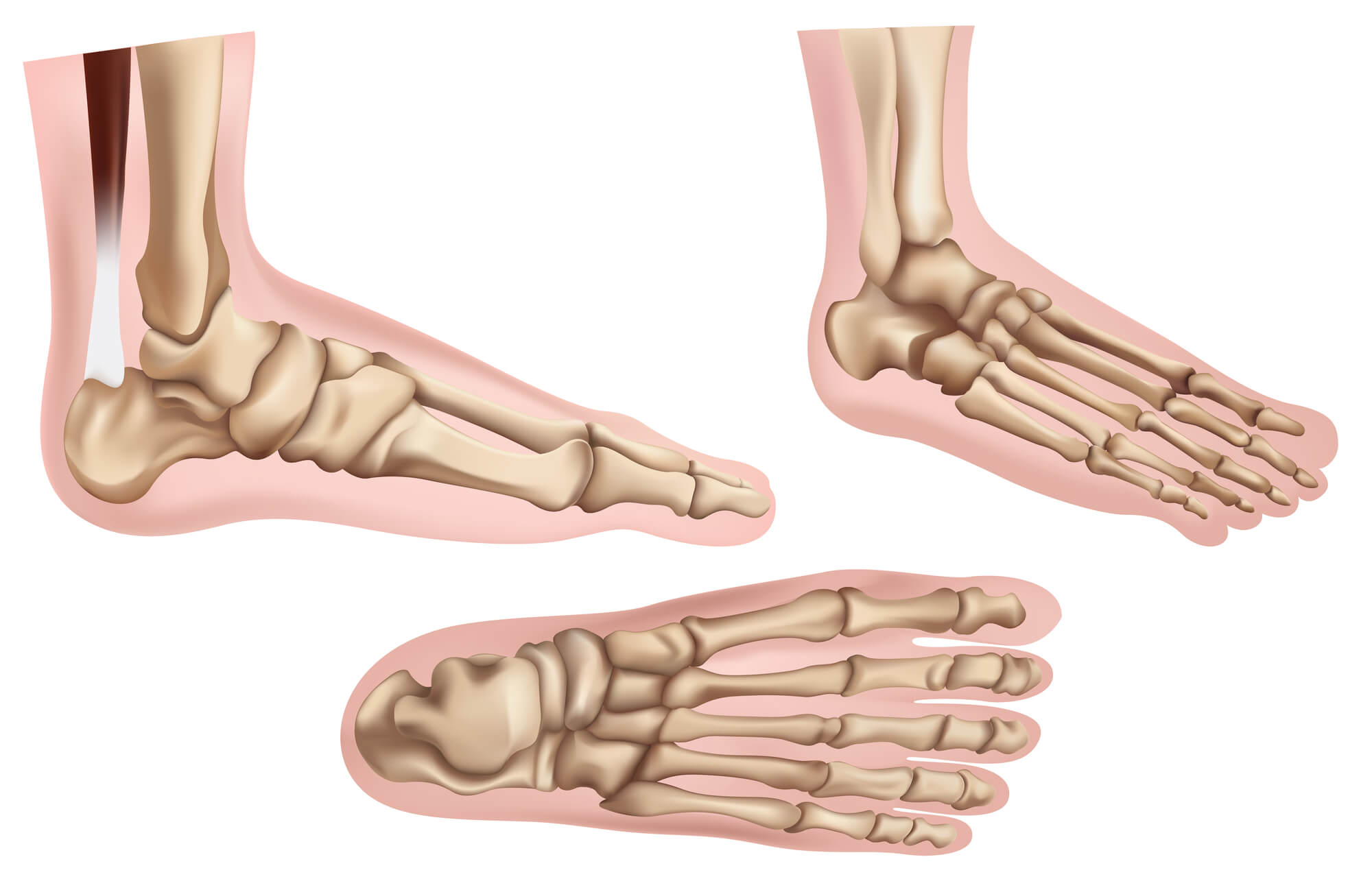 Foot bones