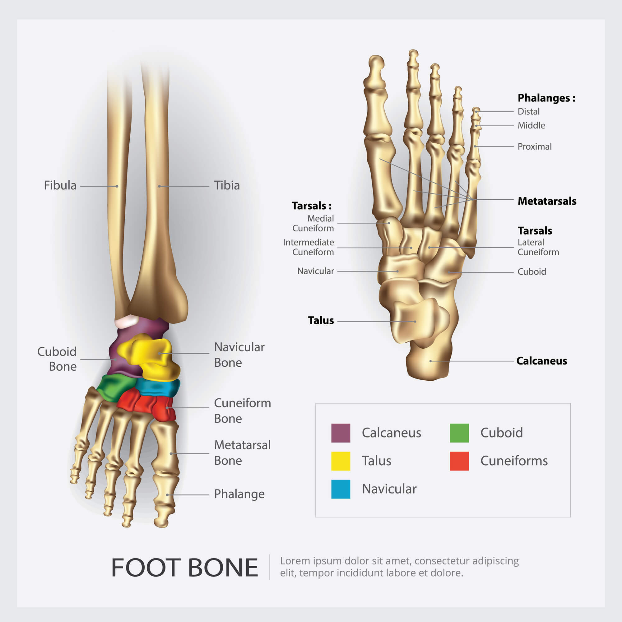 Foot bones