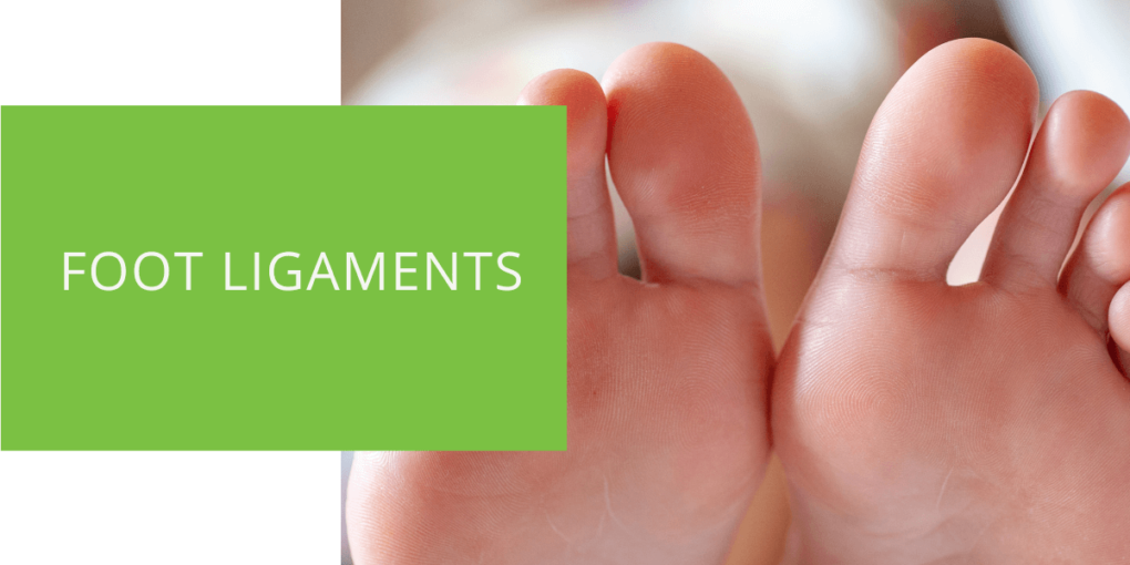 Foot Ligaments