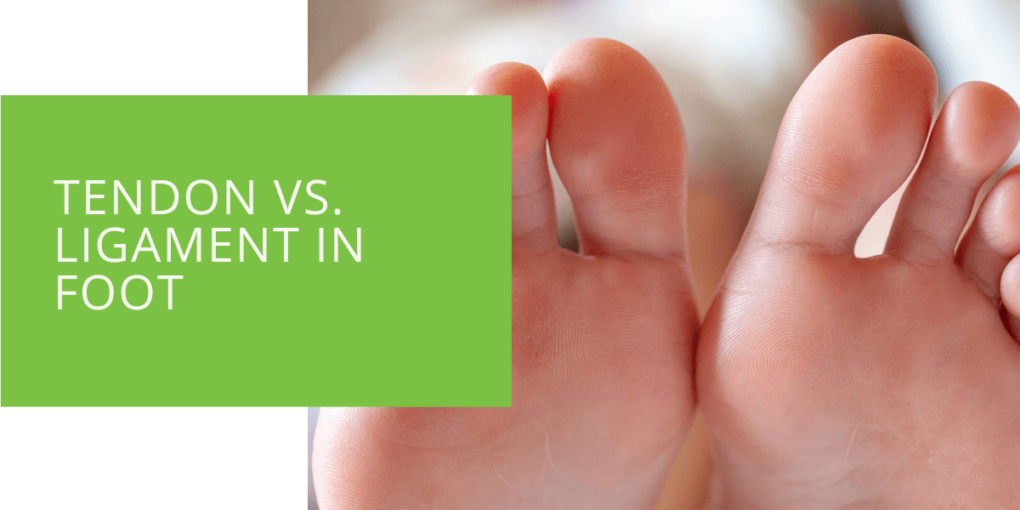 Tendon vs. Ligament in Foot